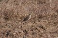 Horned Lark 2016-02-13_10